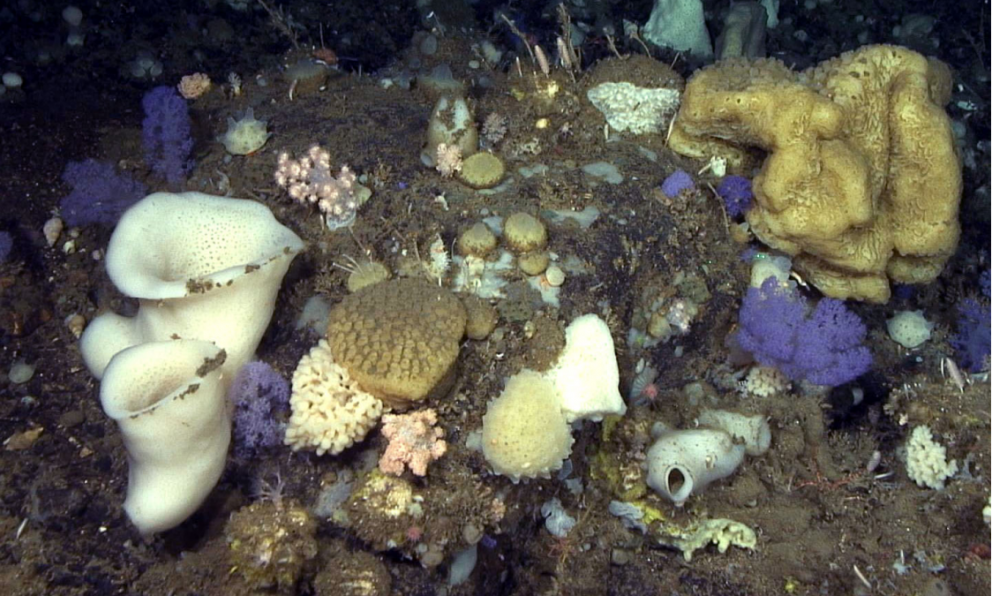 Ljósm. Hafrannsóknastofnun