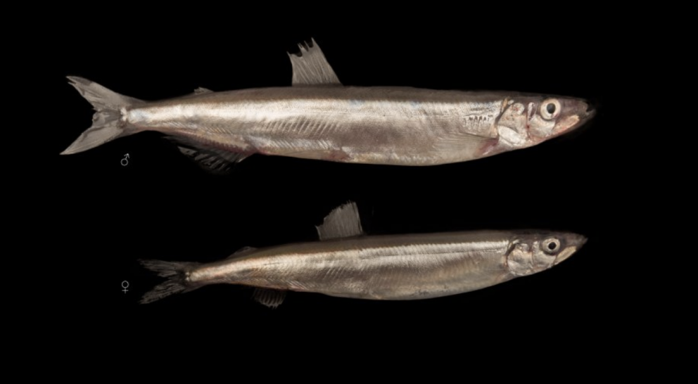 Photo: Svanhildur Egilsdóttir