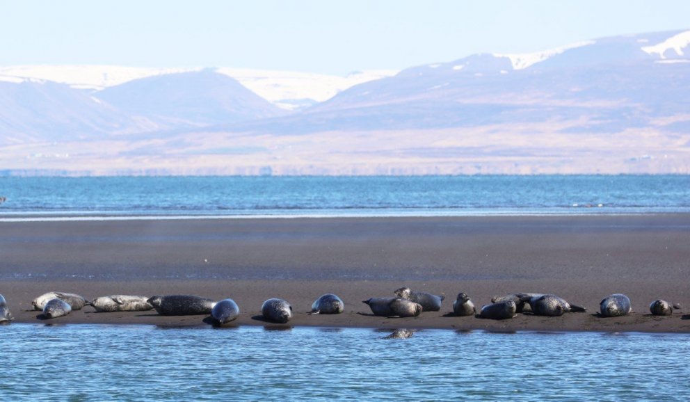 Harbour seal. Photo Sandra M. Granquist.