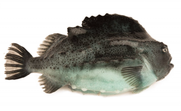 Hrognkelsi. Mynd Svanhildur Egilsdóttir.