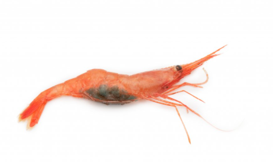 Mynd: Svanhildur Egilsdóttir.