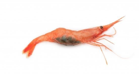 Rækja. Mynd Svanhildur Egilsdóttir.