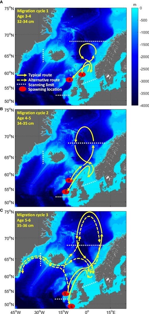 Myndræn framsetning á tilgátu um hvernig göngumynstur makríls breytist með aldri og stærð. Myndin er…