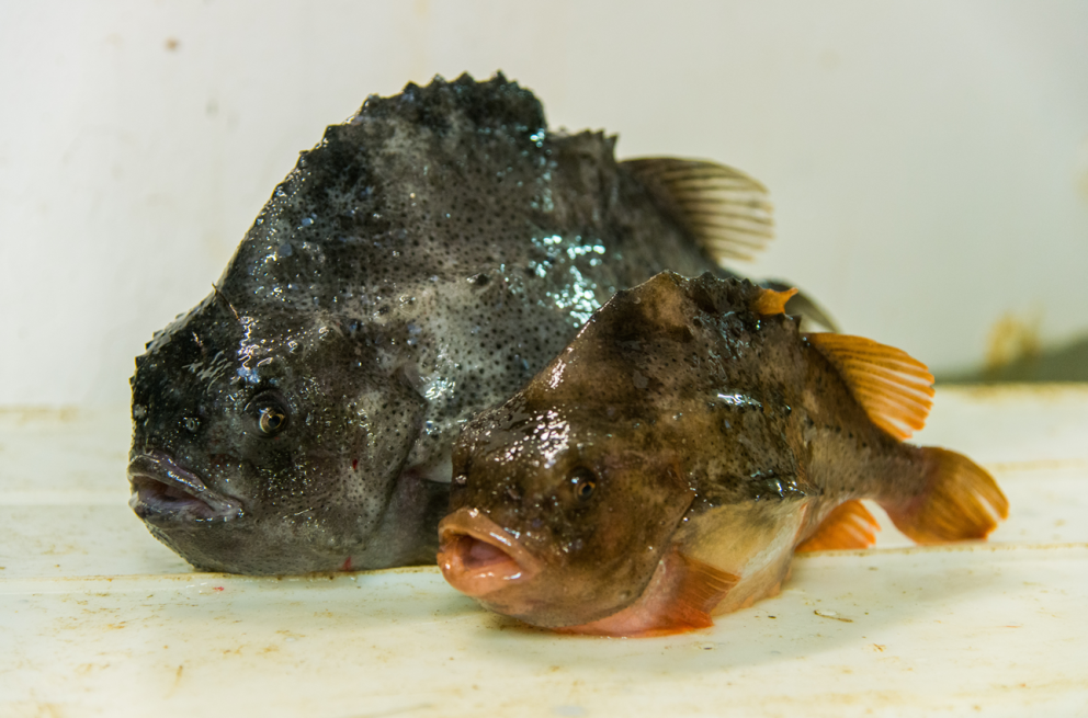 Hrognkelsi. Mynd er úr safni Hafrannsóknastofnunar.