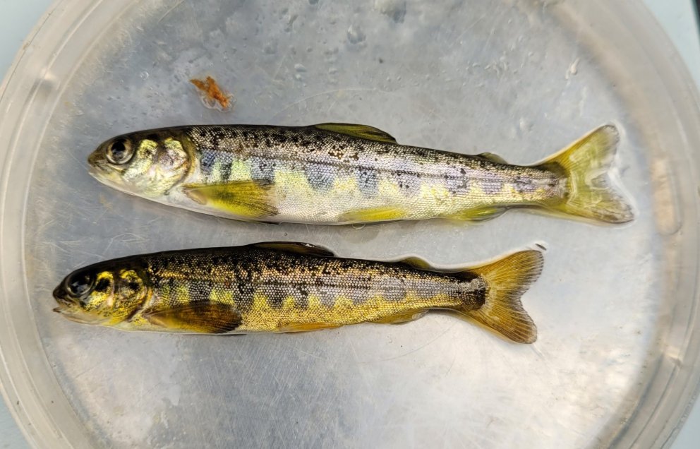 Mynd af laxaseiðum.