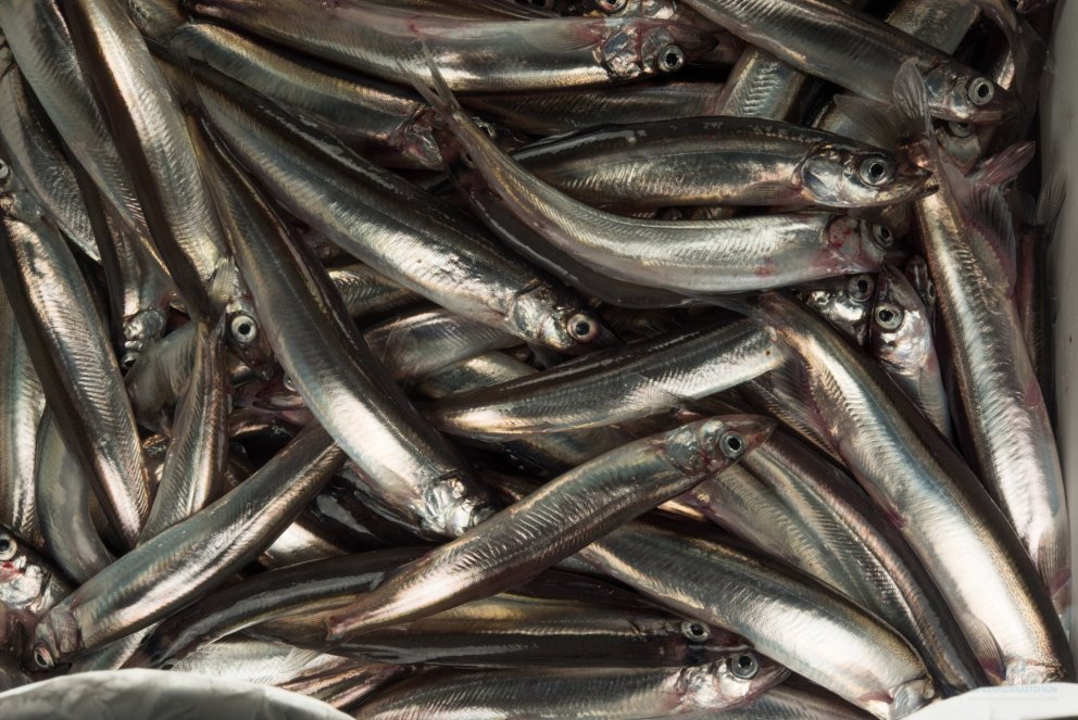 Loðna er mikilvægur hluti af fæðu þorsks, sem er einn helsti ránsfiskur landgrunnsins. 
Mynd: Svanh…