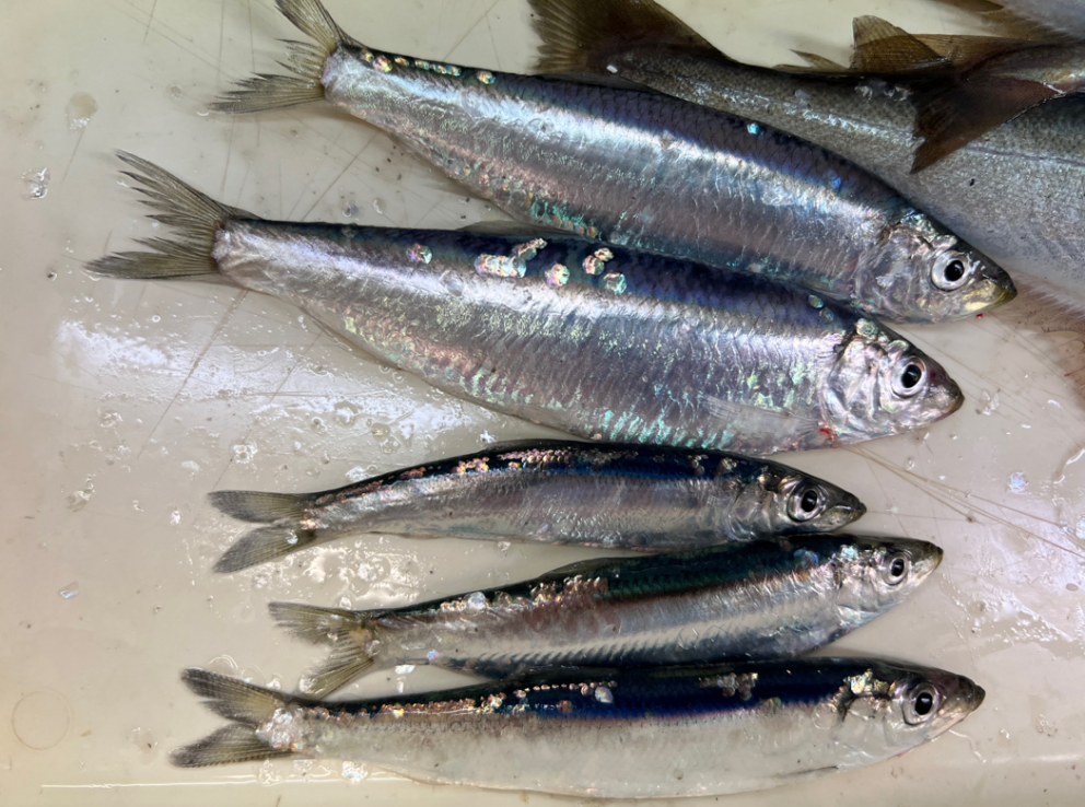 Humpback in Hafnarfjordur on hunt for herring and sprat