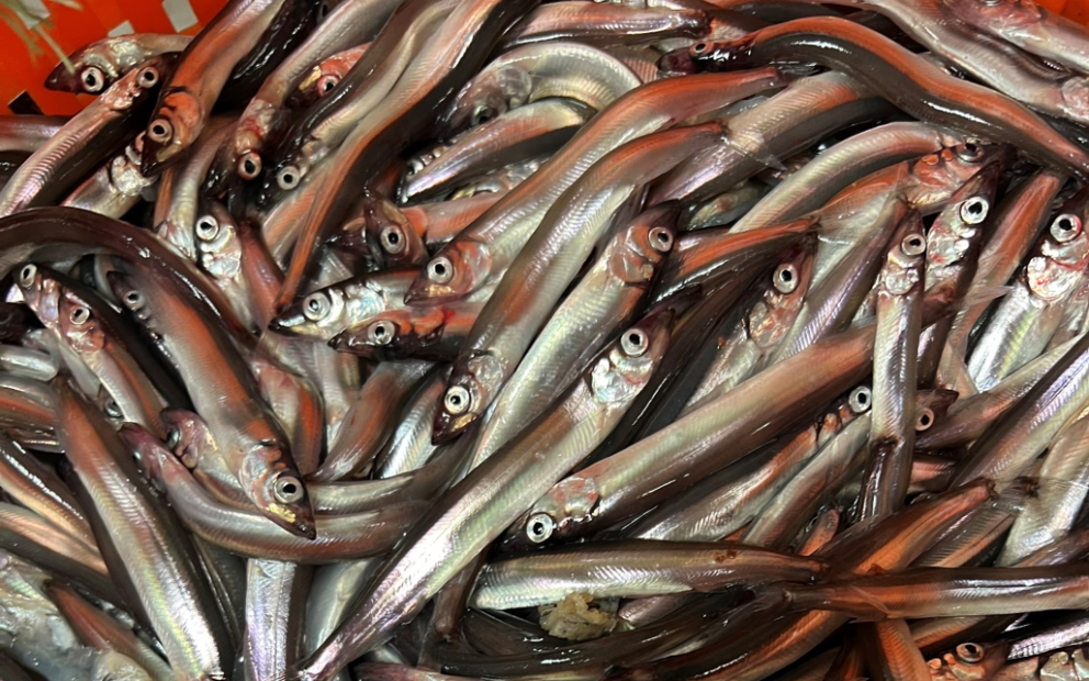 Líklegt þykir að loðnutorfur hafi fundist suðaustur af landinu í gær en ekki reyndist unnt að taka s…