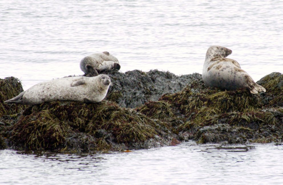 The two seals on picture to the left are harbour seals (Phoca vitulina) and the one to the rightis t…
