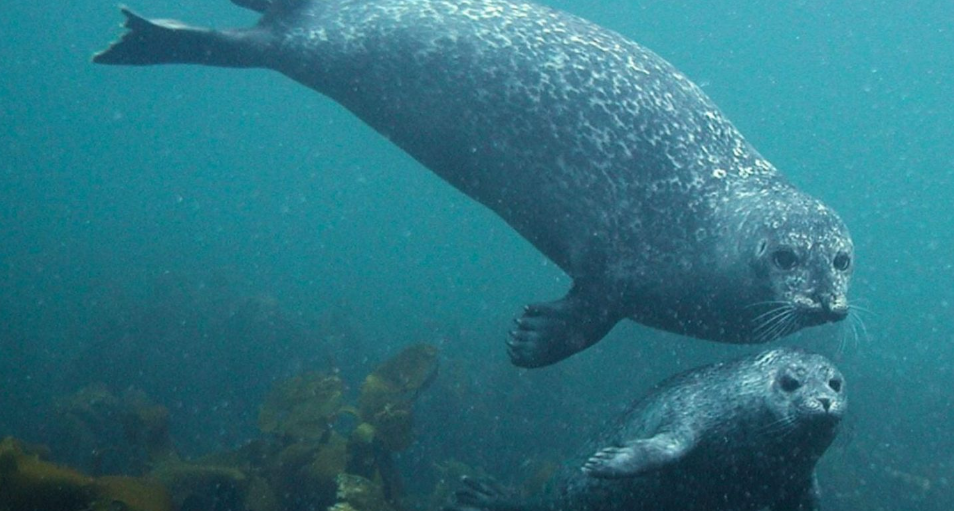 The Icelandic Seal Centre symposium in Hvammstangi 17 May