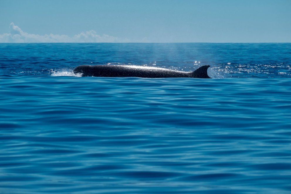 A northern bottlenose whale (Hyperoodon ampullatus). Photo from Shutterstock.