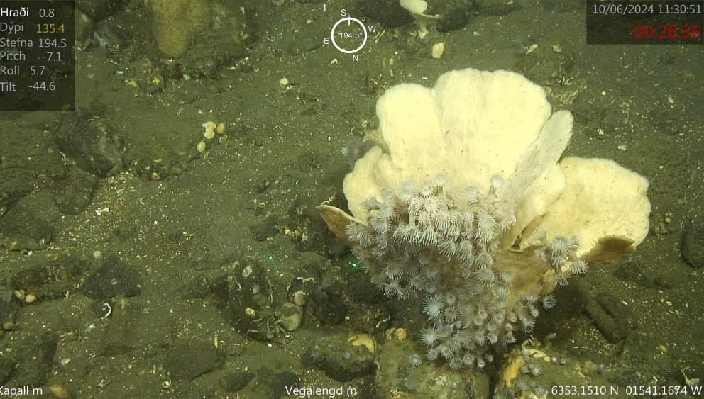 Benthic habitats on the southern and eastern Icelandic shelf maped.