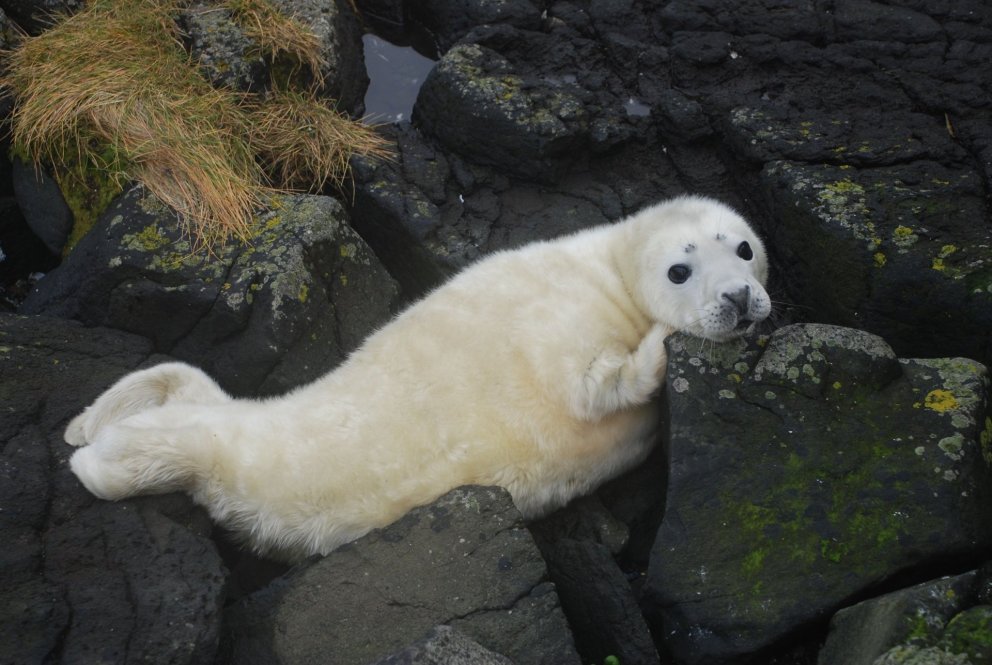 Population estimate of grey seals in Iceland