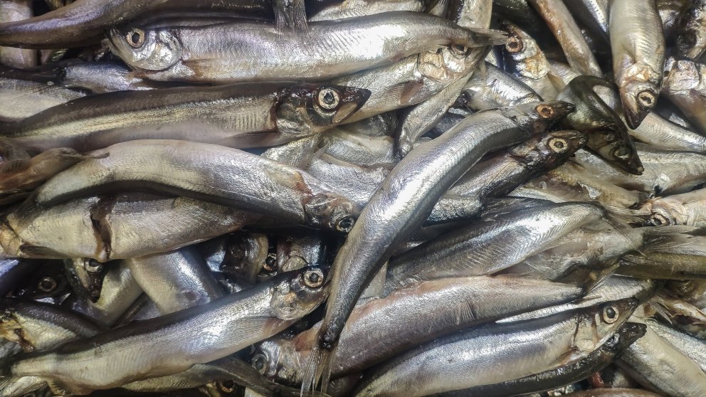 Zero catch advice for capelin remains