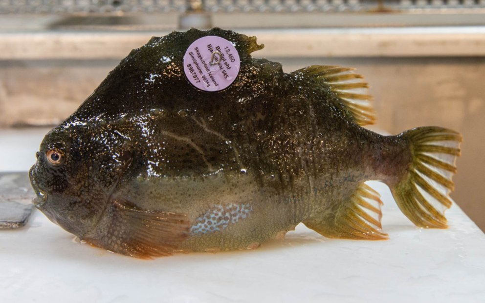 Lumpfish is a stronger swimmer than was previously known