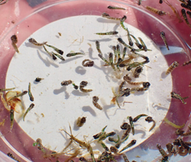 / Pupal skins floating at water surface