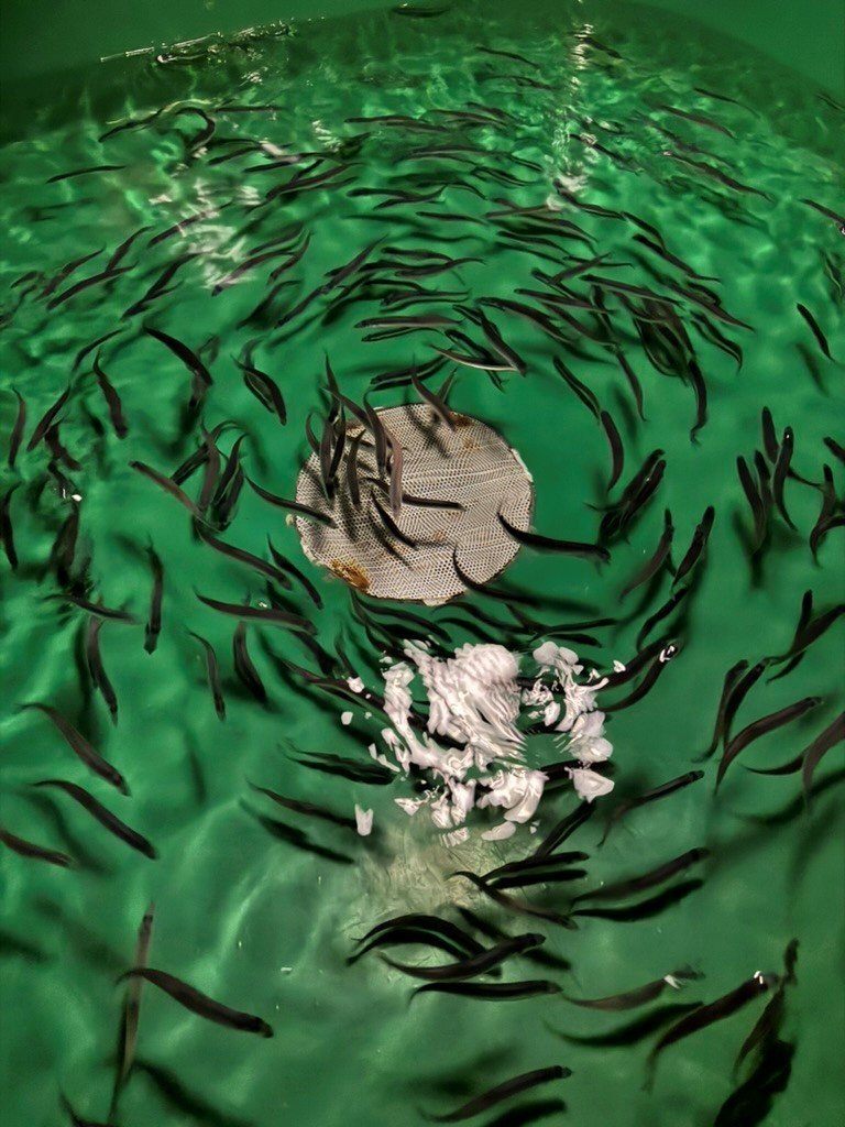 Capelin in a tank at the MFRI´s experimental aquaculture station Stadur at Grindavik, Iceland.
