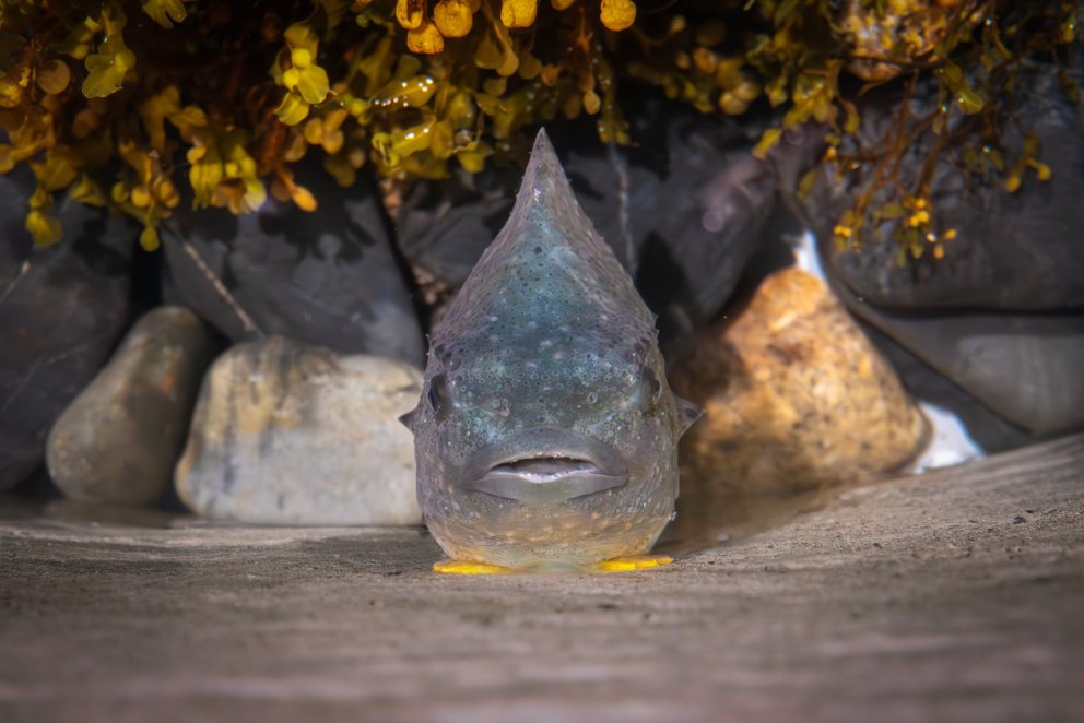 32% reduction in advice of lumpfish