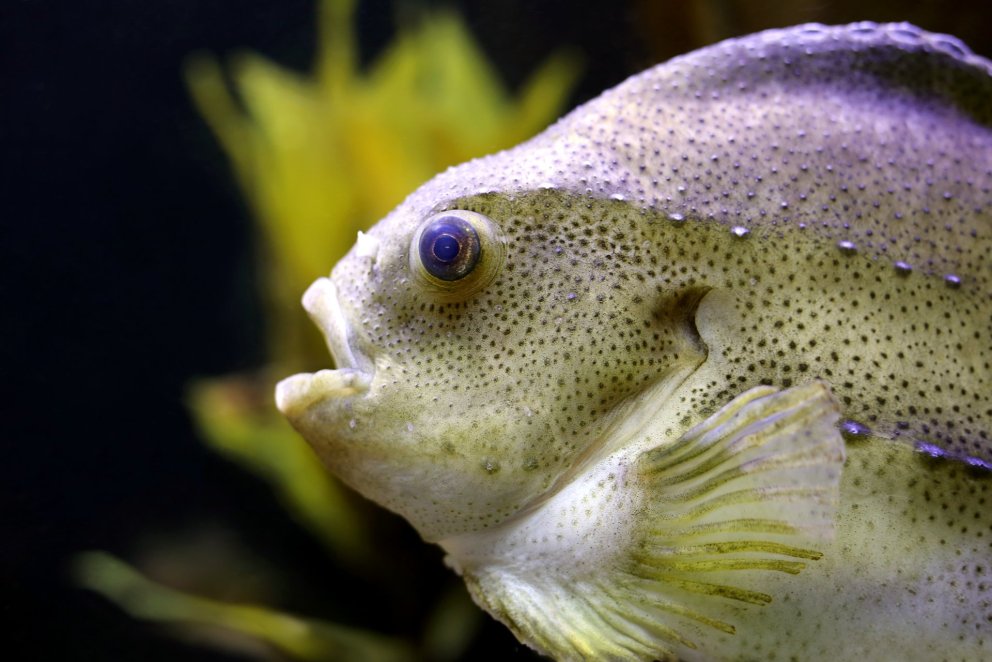 Temperature is the main driver of lumpfish distribution