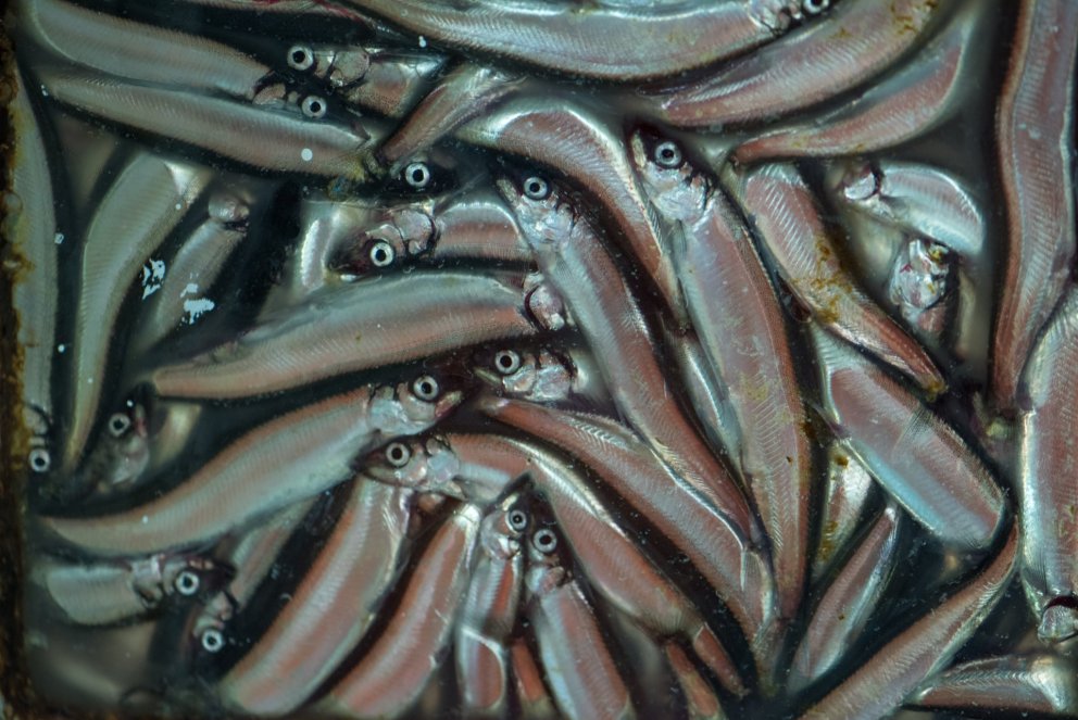 Capelin. 
Photo: Svanhildur Egilsdóttir.