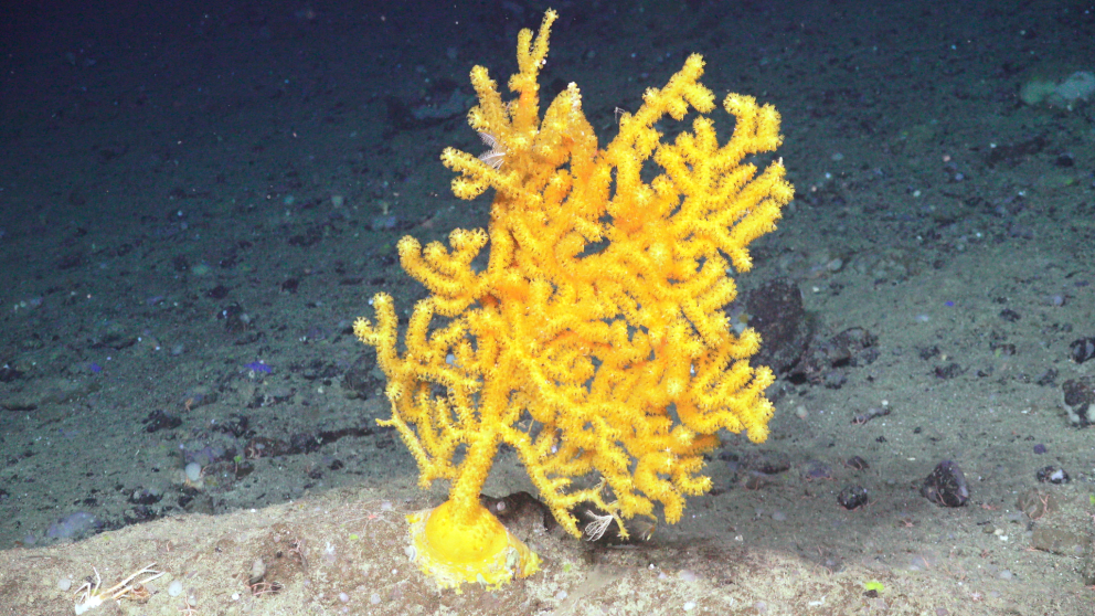 Red listed cold-water corals in Icelandic waters