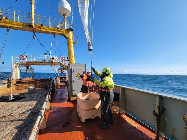 Fate of biotoxin domoic acid in the Arctic marine food web