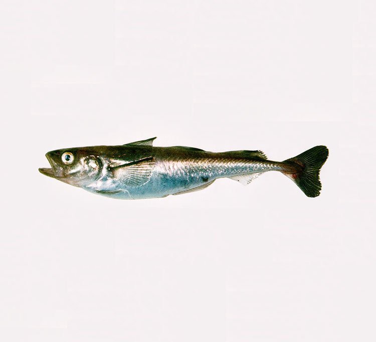 Polar cod, a cold-water Arctic species inhabits the waters around Iceland which is the southern limi&hellip;
