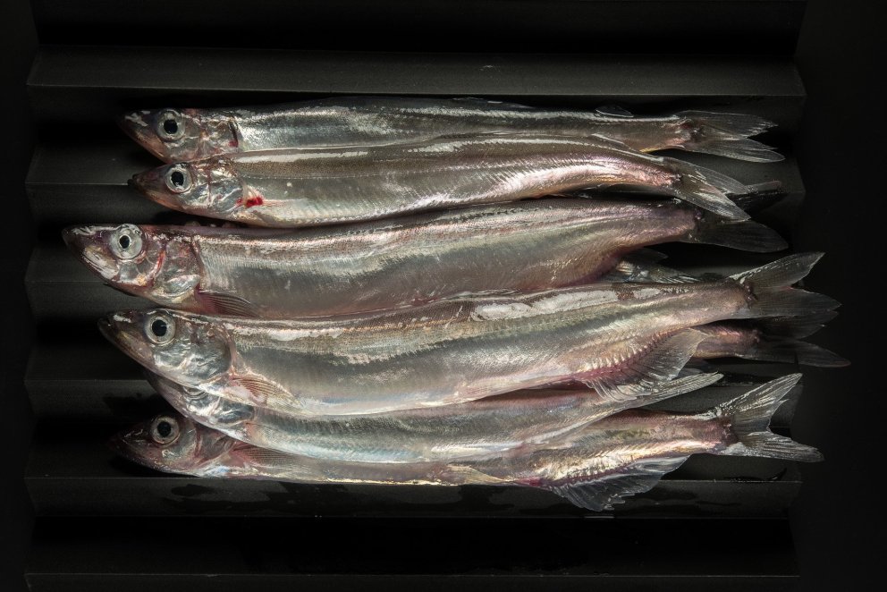 Capelin/MFRI