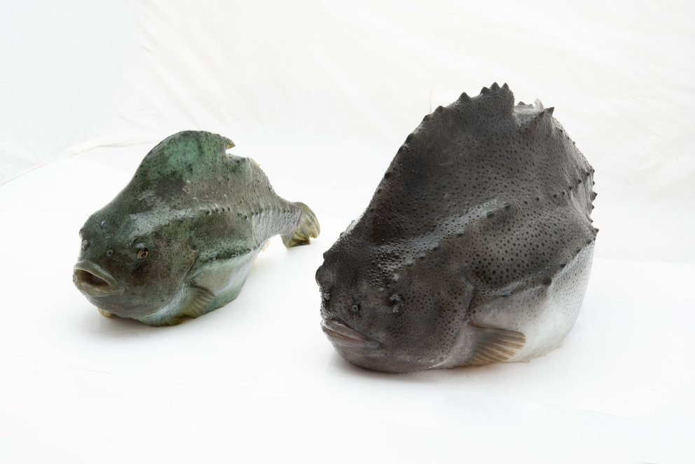 The couple, the lumpfish male (left) and the female lumpfish (right). It is mainly the female that i&hellip;