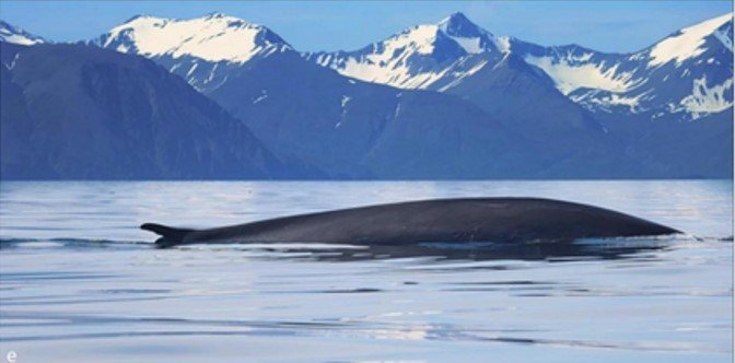 A well- known male hybrid swimming in the water North of Skjálfandi bay in Iceland since 2012.