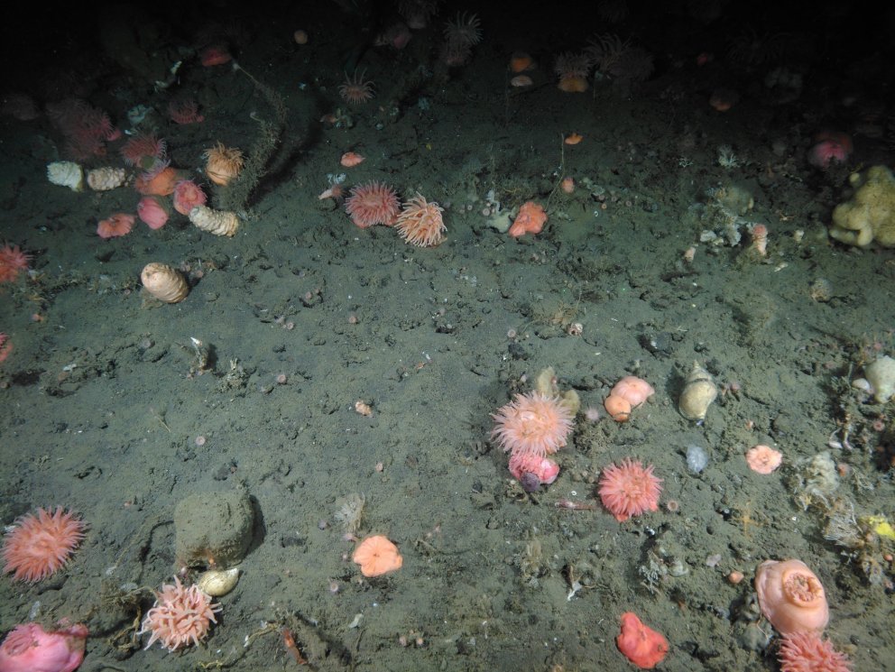 Seabed Habitat Mapping Survey Recently Completed