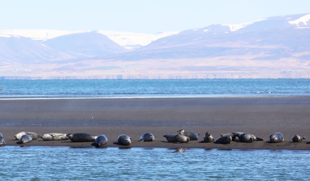 Stofnmat á landsel að hefjast með drónum