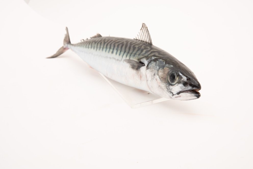 Mackerel. Photo: Svanhildur Egilsdóttir.