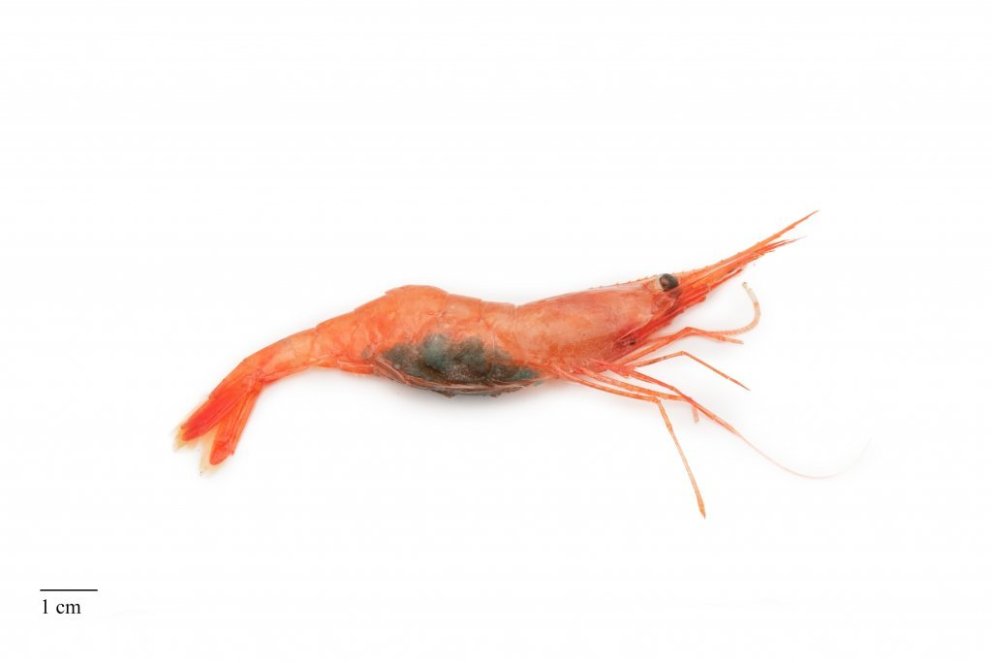 Northern shrimp (Pandalus borealis)