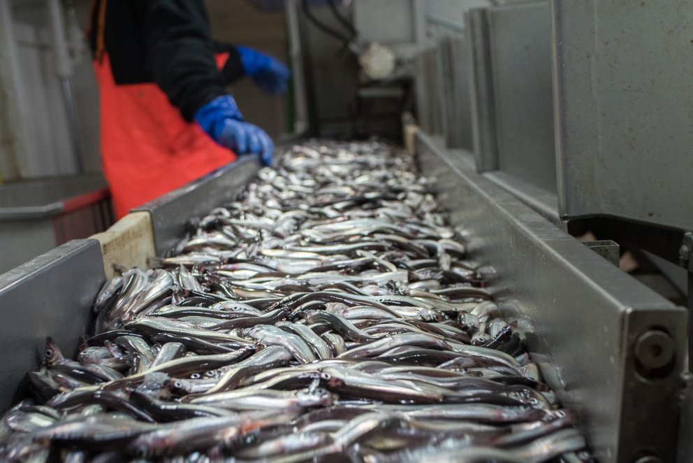 Capelin on a conveyor belt. 
Photo: MFRI