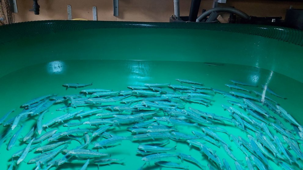 Ljósm. Móna Lea Óttarsdóttir