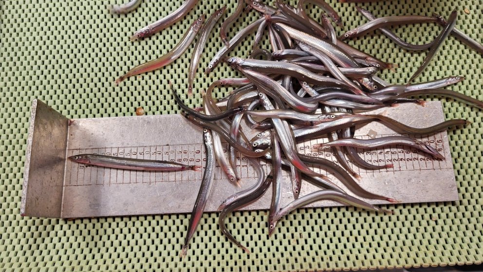 Aldrei mælst jafnmikið af sandsíli - myndband