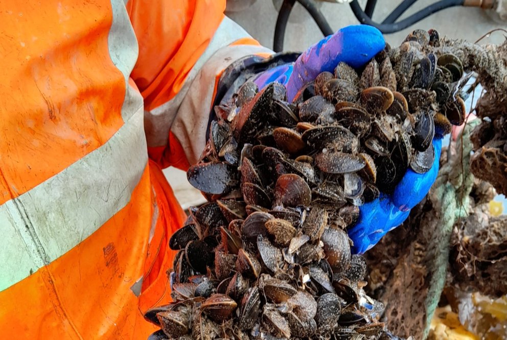 Kræklingur (Mytilus edulis). Mynd: Baldur Þórir Gíslason.