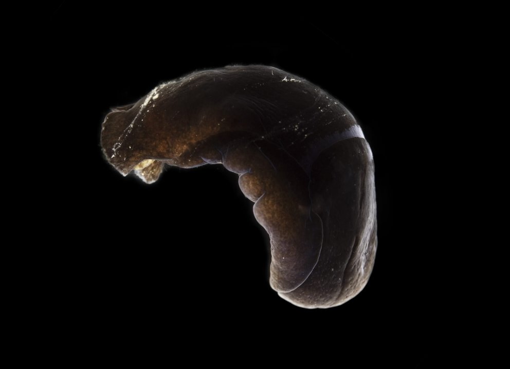 Svartserkur. Framendi dýrsins er hægra megin. – Melanochlamys diomedea with the front of the animal&hellip;