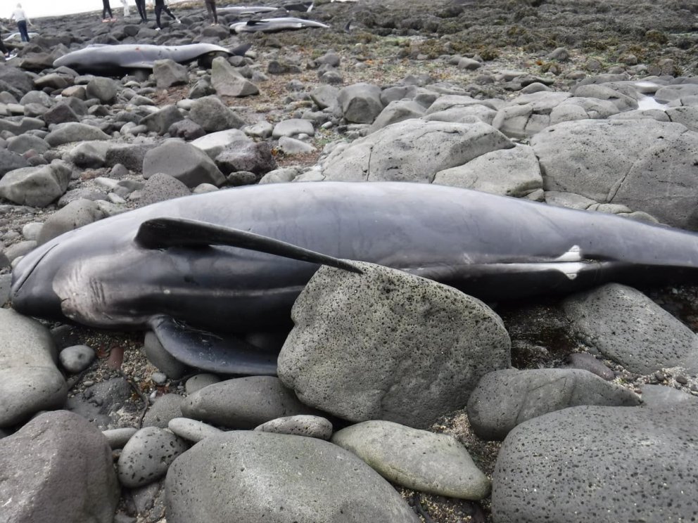 Ljósm. Sverrir Daníel Halldórsson