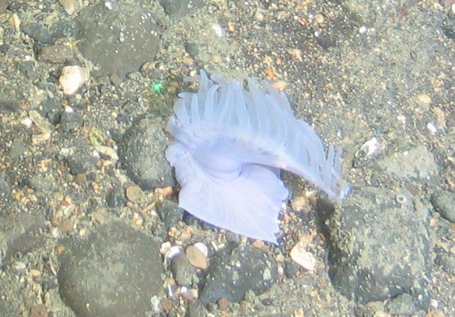 Furðudýr á Kötlugrunni. Dýrið er um 10 sm í þvermál. 
Ljósm. Hafrannsóknastofnun