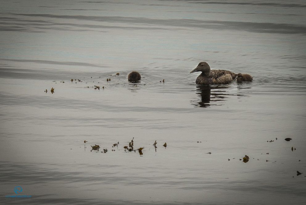 Mat á burðarþoli Önundarfjarðar m.t.t. sjókvíaeldis