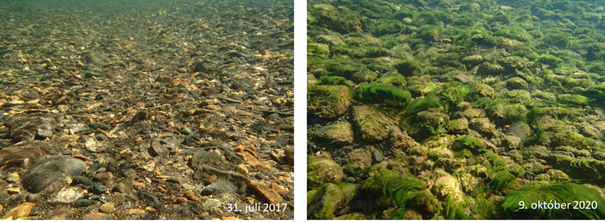 Þörungaþekja á botni Andakíslár á mismunandi tímum á rannsóknar-tímabilinu. Ljósm. Ragnhildur Þ. Mag…