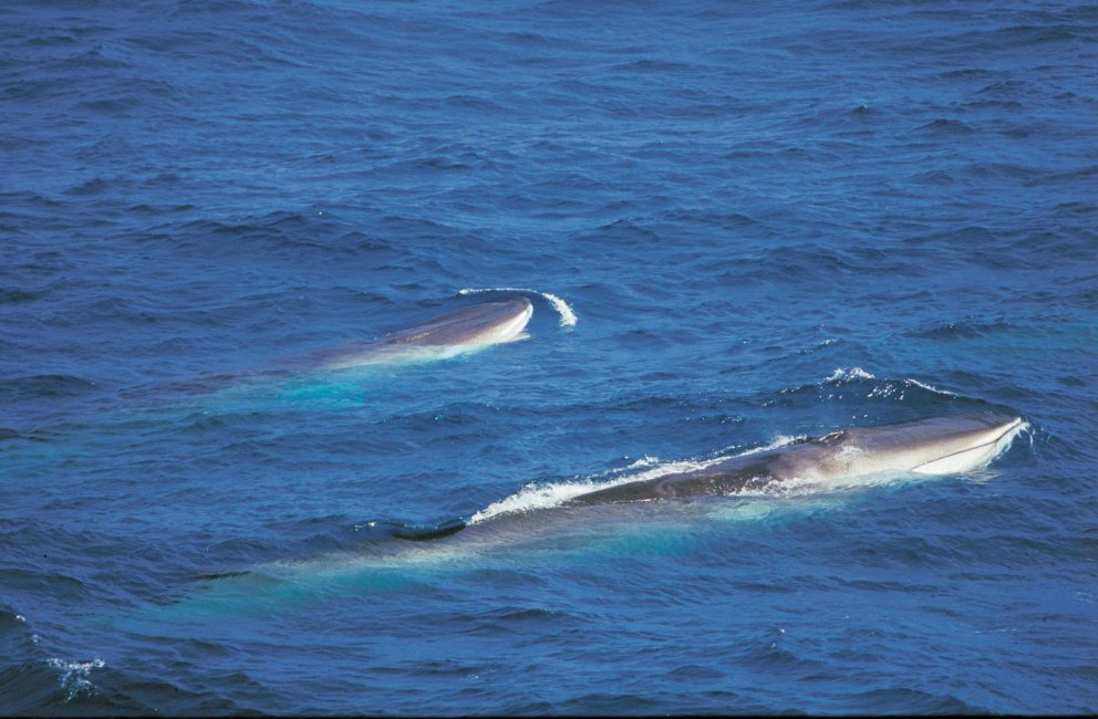 Langreyðar. Mynd úr safni Hafrannsóknastofnunar.