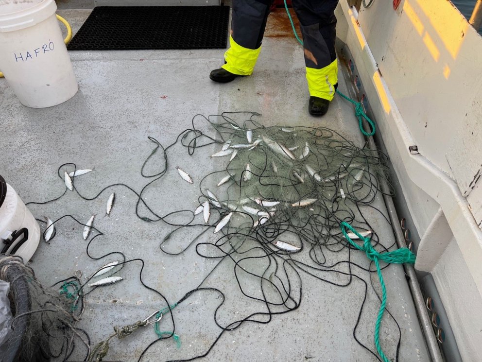 Fiskilóðningar við Viðey rannsakaðar