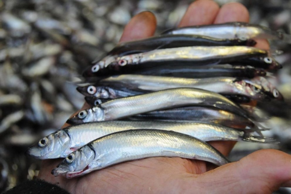 Cod has a varied diet and eats capelin in abundance. Ljósmynd/Havforskningsinstituttet