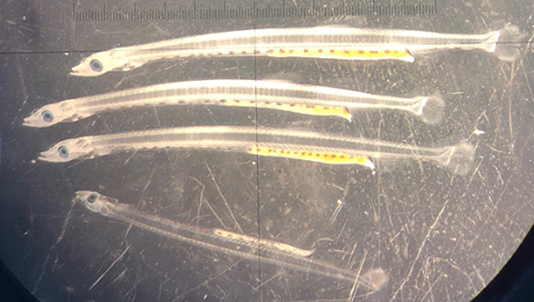 Capelin larvae 39 days post-hatch. The three largest larvae are approximately 21 mm in length, while…