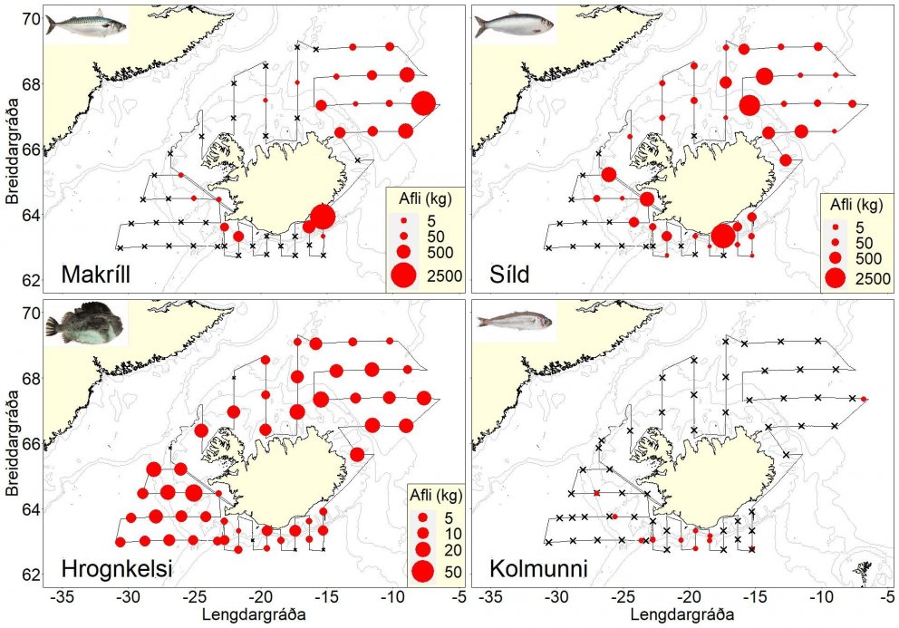 Útbreiðsla og þéttleiki makríls, síldar, kolmunna og hrognkelsa (rauðir fylltir hringir). Yfirborðst…