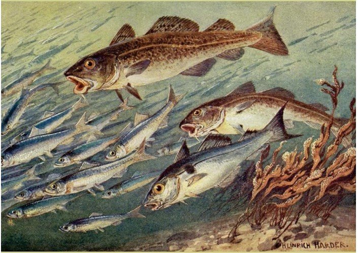 Ný bók um Atlantshafsþorskinn