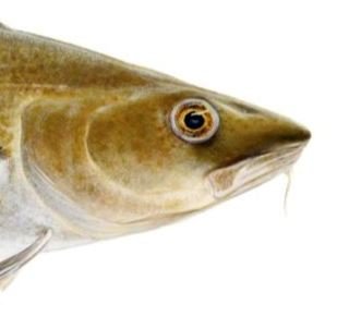 Ný rannsókn á fari þorskungviðis við landið